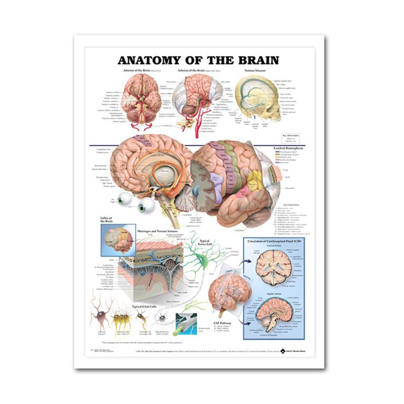 Muscular &amp; Skeletal System Anatomical Poster Set - Human Skeleton &amp; Muscle Anatomy - Single Sided19&quot; x 27&quot;