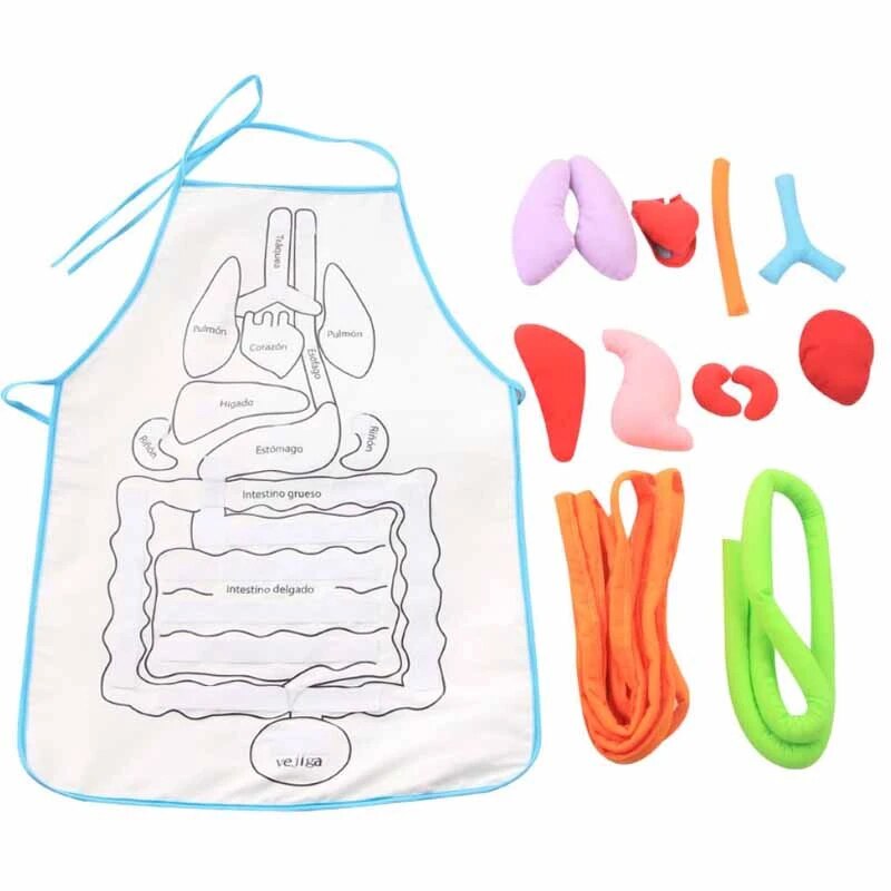 Anatomy Apron Human Body Organs Educational Insights Human Organs Home Apron Aids Toys For Children Body Teaching