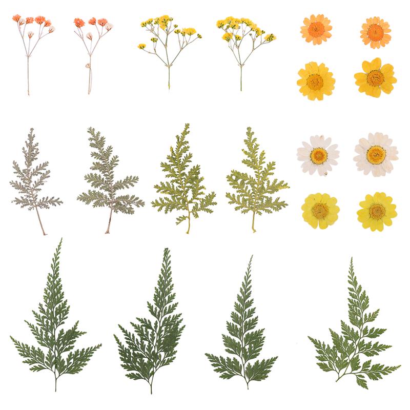 2 Sheets/Total 20pcs DIY Pressed Flowers Sticker Dried Leaf Flowers Plants Patches for Crafts Making (Orange and Yellow): Orange