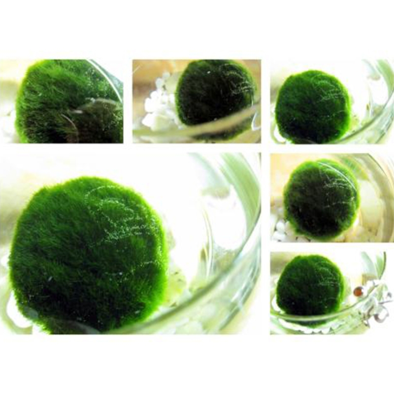 GXMA Artificial Moss Ball Fish Tank Aquarium Decor Ornament 2.5-4.5cm Natural Plants