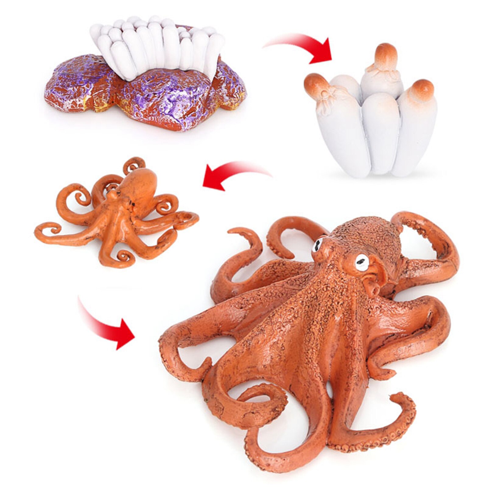4 Stadia Levenscyclus Van Een Octopus, Insecten Plastic Octopus Speelgoed Figuur-Authentieke Hand Painted Model