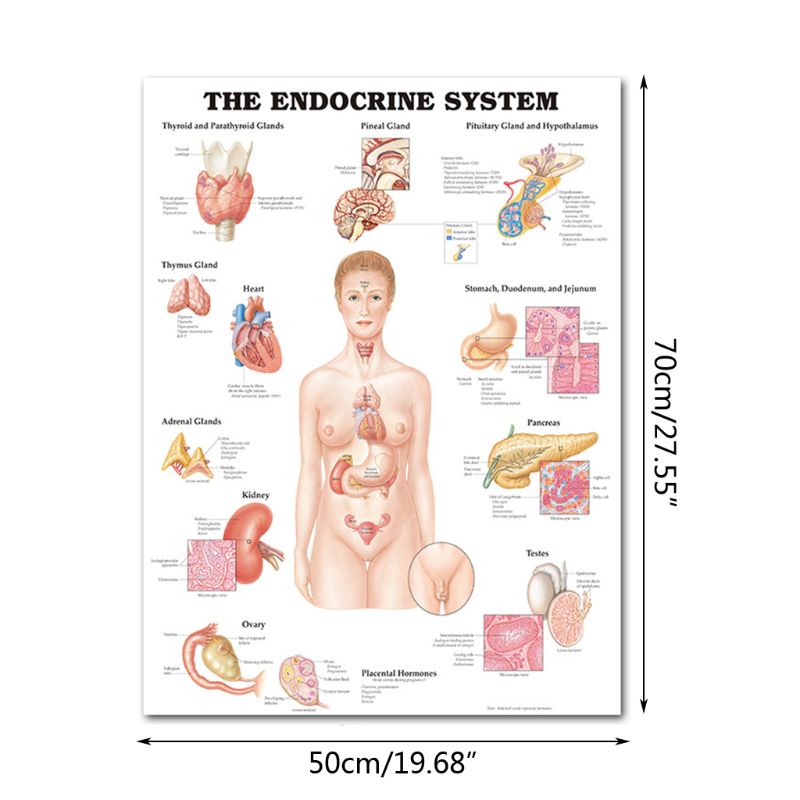 Muscular &amp; Skeletal System Anatomical Poster Set - Human Skeleton &amp; Muscle Anatomy - Single Sided19&quot; x 27&quot;