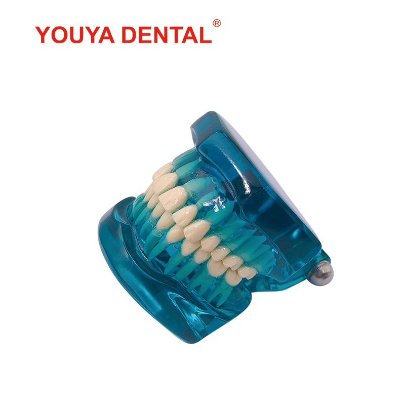 1:1 Resin Dental Model Teeth Teaching Model For Studying Dentist Transparent Standard Typodont Tooth Model Jaw Dentistry Product