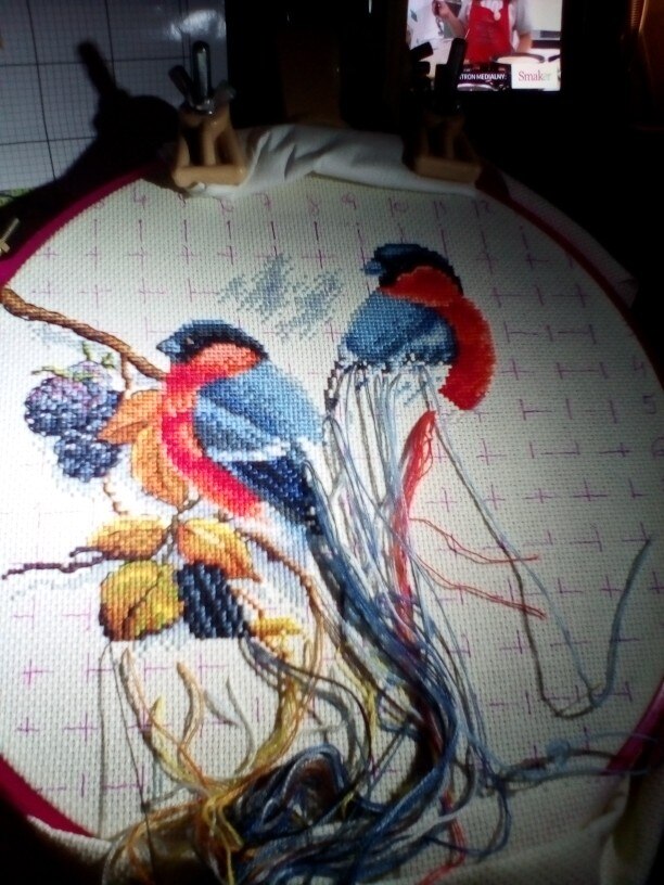 Røde mager skjærer og bjørnebær korsstingsett aida 14ct 11ct count print lerretssting broderi håndlaget håndarbeid