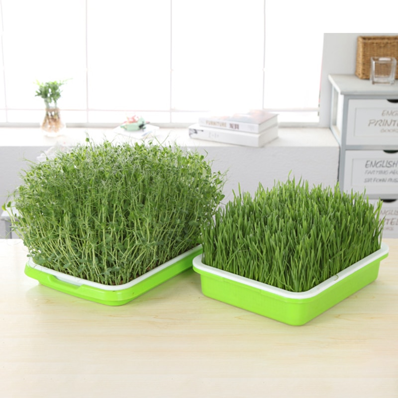 Siementen itämisalusta kannella bpa vapaa pavunversojen kasvattaja itävä siemenalusta, likaantumaton ja suuri kapasiteetti