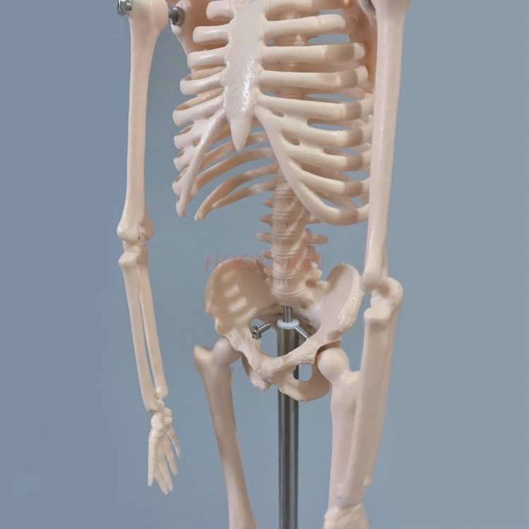 45cm Menschlichen Körper Skelett Modell Skelett Anatomie Struktur Wirbelsäule Schädel Kopf Gemeinsamen Tätigkeit Lehre bilden