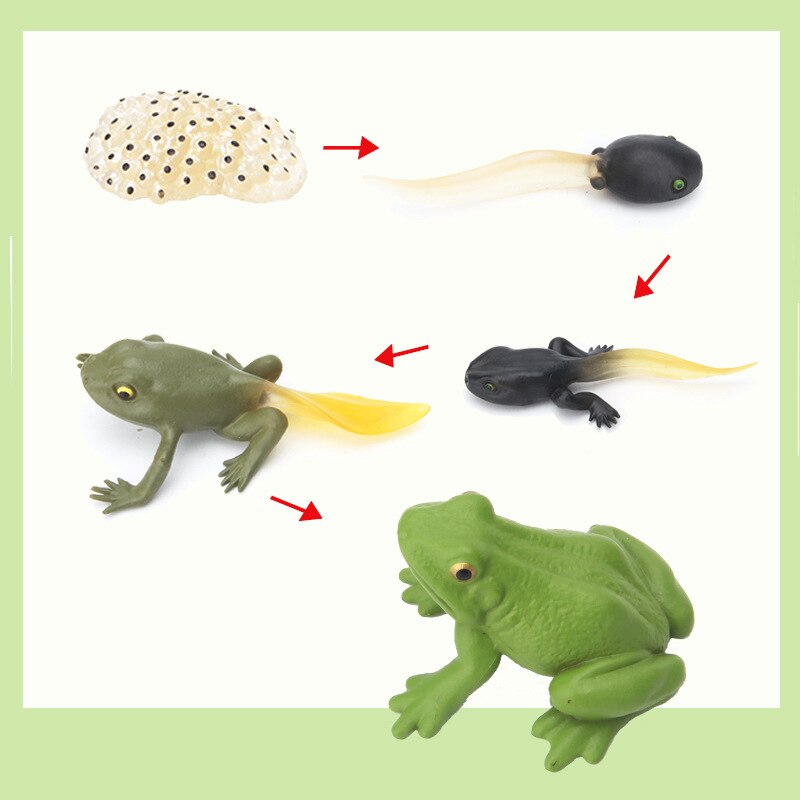 Dieren Groei Levensduur Cyclus Model Set Kikker Mier Muggen Zee Schildpad Simulatie Model Actiefiguren Onderwijs Materiaal For A