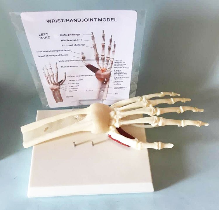 1:1 hand joint with muscle bond ligament nerve model skeleton skeleton human bone human body teaching medica
