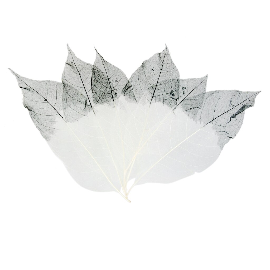 50 stk farverige naturlige magnolia skelet blade blade invitationer kort scrapbog tags diy bryllupsfest favor leverer boligindretning: Sort hvid