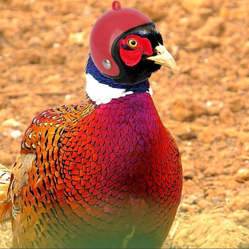Kæledyr kylling hjelm fugl kylling and vagtler hård hat beskyttende hovedbeklædning forsyninger