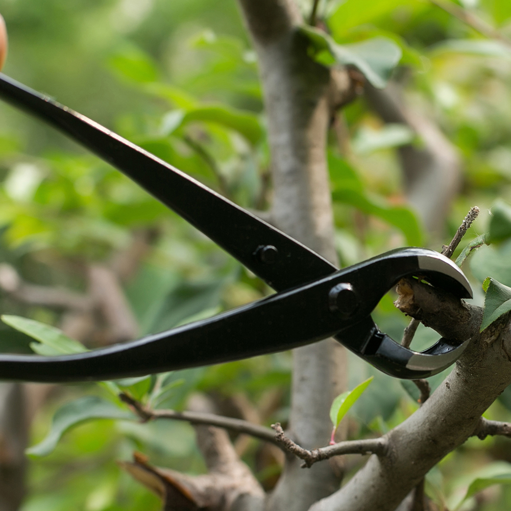 Cortacésped cóncavo de 8.27in, herramientas profesionales para bonsái, podadora de plantas, cortador de borde redondo para jardín, tijeras para principiantes, cuchillo, herramientas de jardinería