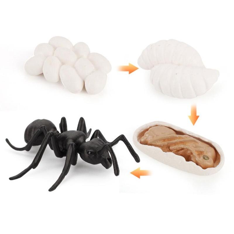Simulation Animals Life Cycle Figurines, Frog Ant Mosquito Figures Sea Cycle Chicken play Model set Growth Turtle toys R9J2