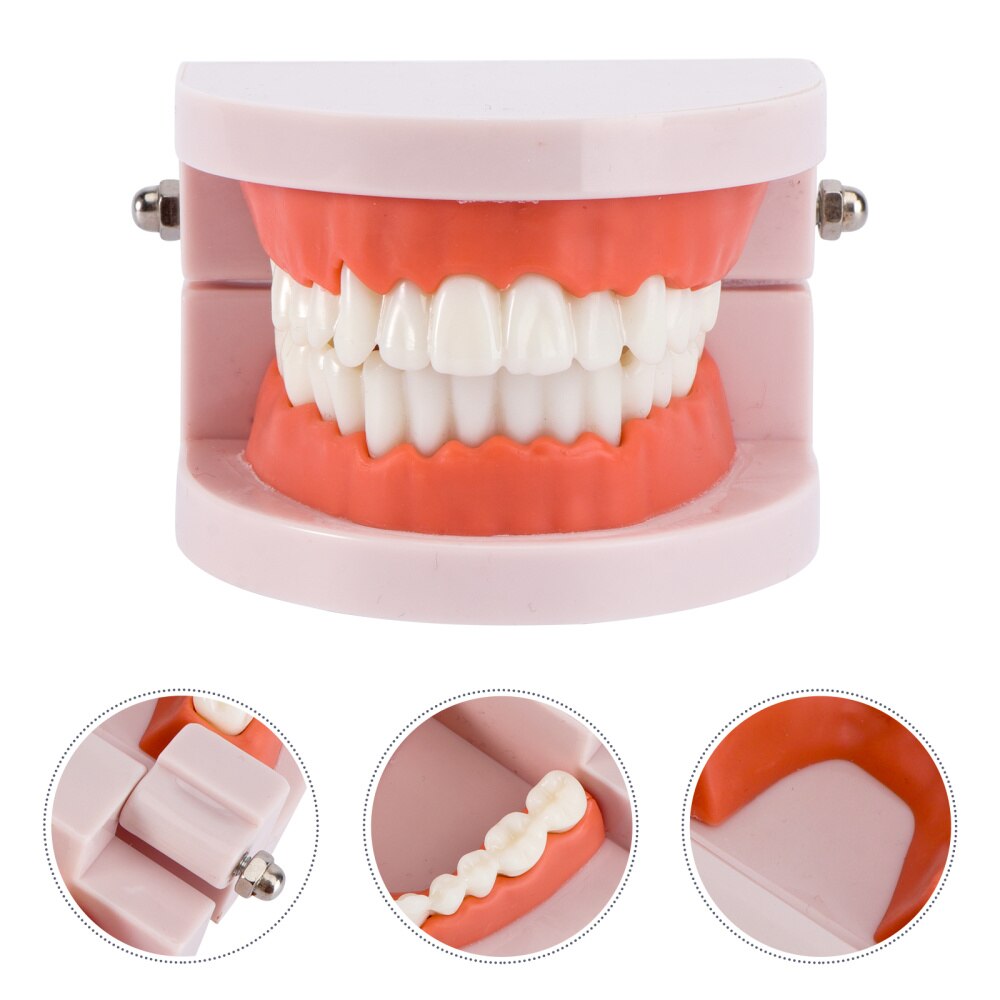 Teeth Model Standard Teaching Study Typodont Demonstration Tool