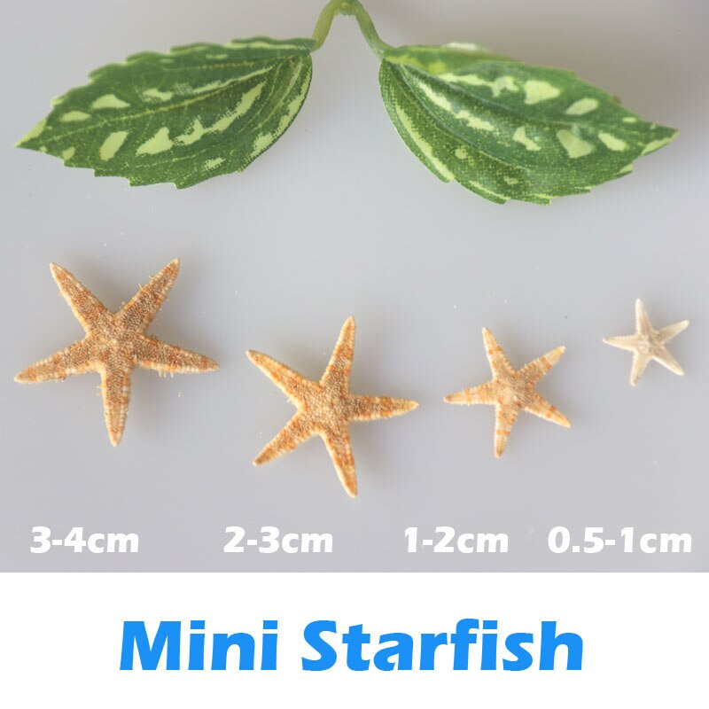(100 stks/partij) 0.5-4 cm Super Mooie Natuurlijke Mini Zeester Home & Bruiloft Decoratie Microlandscape decoratie