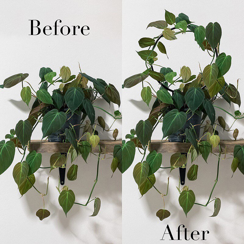 Metal Plant Trellis Support Wire Decorative Plants Climbing Holder Rack for Potted Plants Flowers Indoor PRE