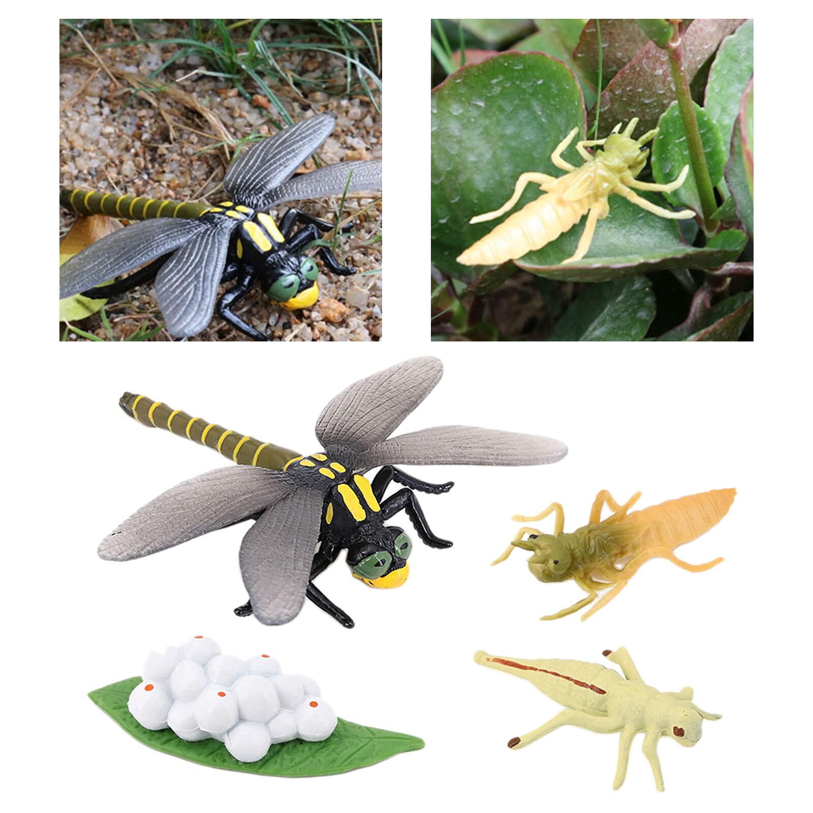 4 Stadia Levenscyclus Van Dragonfly Natuur Insecten Levenscycli Groei Model Game Prop Insect Dier Natuurlijke Speelgoed