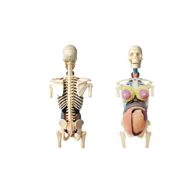 4D Durchscheinende Weibliche ANATOMIE Torso Körper Frauen Schwangerschaft Schwangere 41 Teile Montiert Menschlichen Modell Medizinische Schädel Skelett Trainingsmodelle