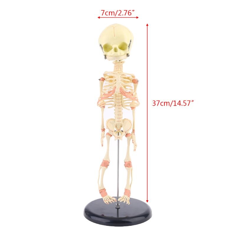 Enkele Kop Baby Schedel Menselijk Onderzoek Model Skelet Anatomisch Brain Anatomie Onderwijs Studie Display