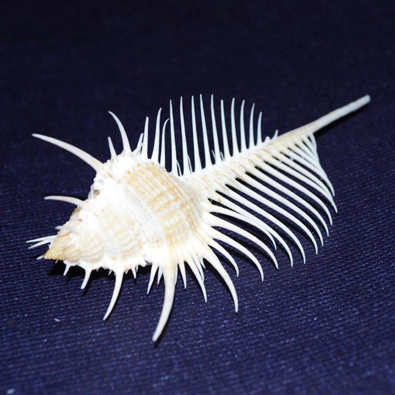 13-15cm venus murex schelpen voor aquarium landschapsarchitectuur schelp ornamenten rots schelp specimen huishoudelijke decoratie