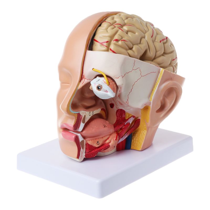 Menselijk Anatomie Hoofd Schedel Hersenen Cerebrale Slagader Anatomisch Model Voor Onderwijs