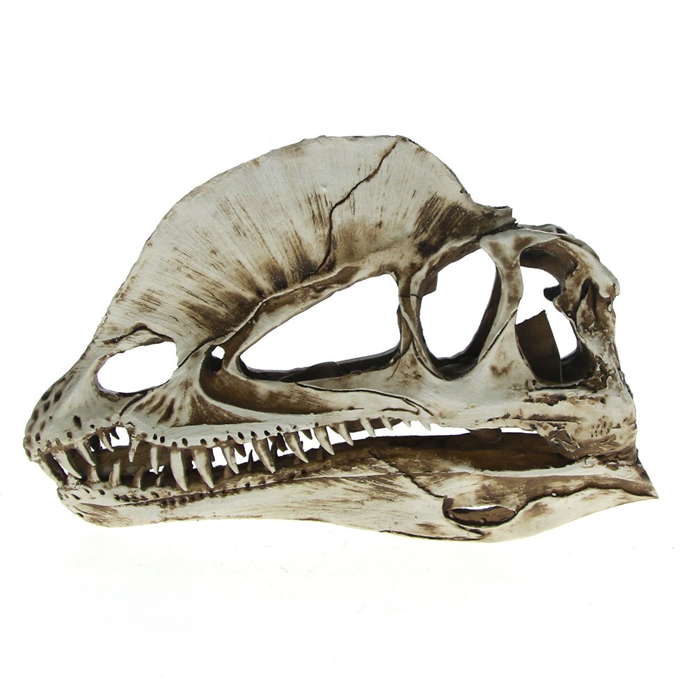 Double Dragon Crest Dinosaurus Schedel Onderwijs Model Ornament Euornithopoda Hars Dilophosaurus Hoofd Skelet Aquarium Home Decor