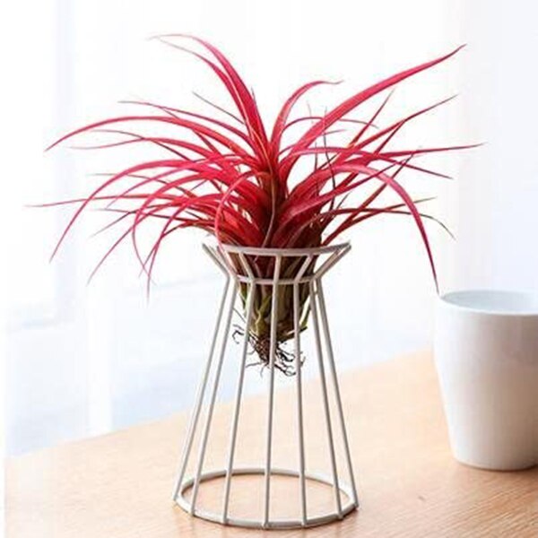 Soporte para clavel de aire Tillandsia de Metal, para interior, de mesa, grande, para plantas, soporte para plantas, 2 unidades