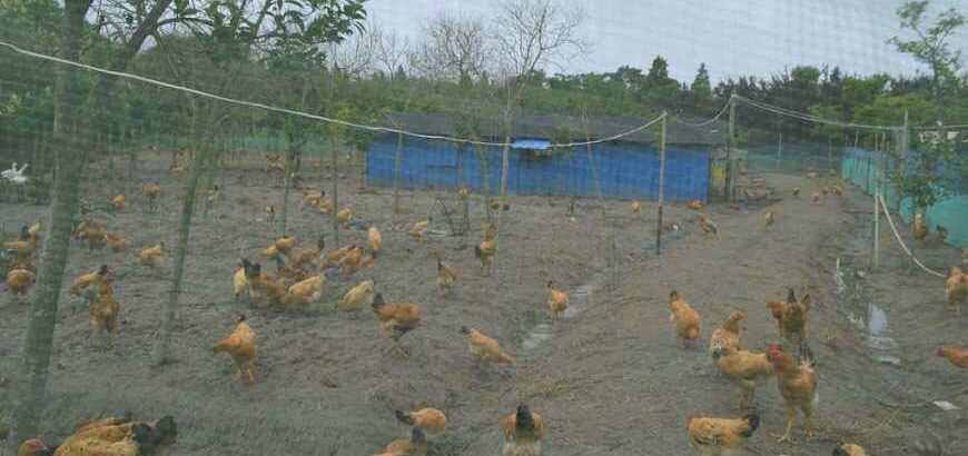 5M * 3M Tuin Hek Mesh Groene Kleur Veiligheid Gevogelte En Huisdieren Eenvoudige En Handig Hek Visnet tuinieren Netto