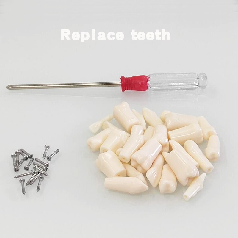 Dental Harz Zähne Tipodont Modell Für Dental Techniker Praxis Lehre Gum Zähne Kiefer Modell Zahnmedizin Ausrüstung: 28 resin teeth