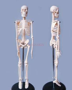 45cm Menschlichen Körper Skelett Modell Skelett Anatomie Struktur Wirbelsäule Schädel Kopf Gemeinsamen Tätigkeit Lehre bilden