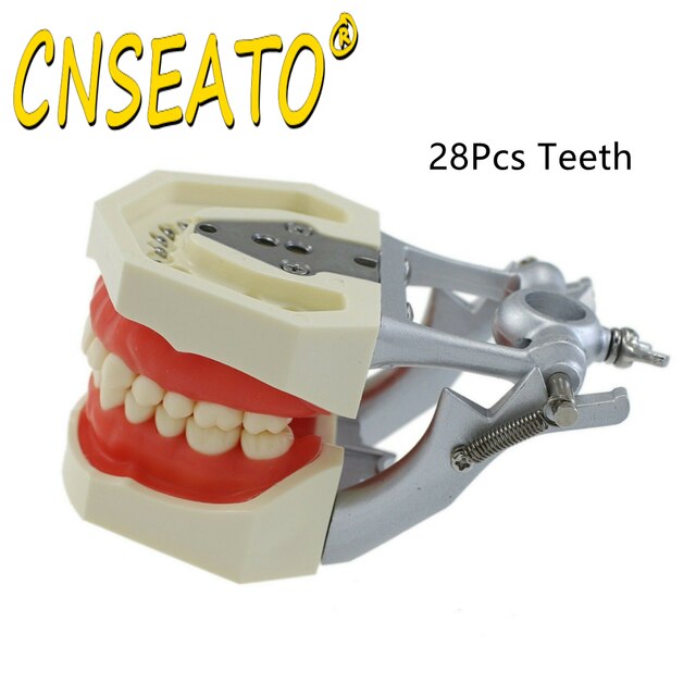 Dental Model Training Typodont Teeth Model With Removable Teeth Standard Teaching Gum Study Dentistry Demonstration Replacement: M8011