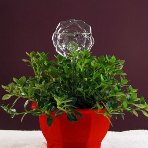 Alimentador automático de agua para plantas y flores, dispositivos de autorriego, alimentador de agua de vidrio transparente, forma de pájaro, 6 formas
