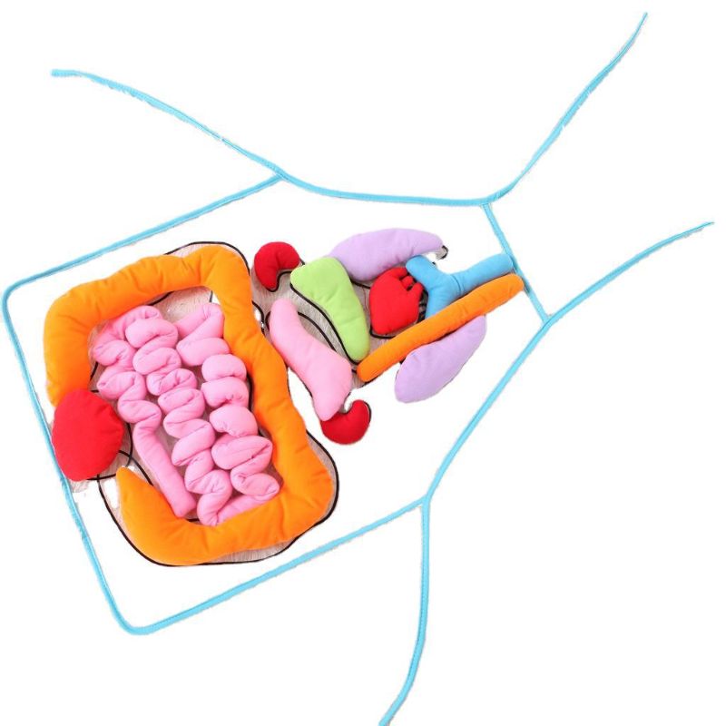 Anatomie Organen Schort Menselijk Lichaam Organen Bewust Vroege Educatief Speelgoed Leermiddelen Gxmb