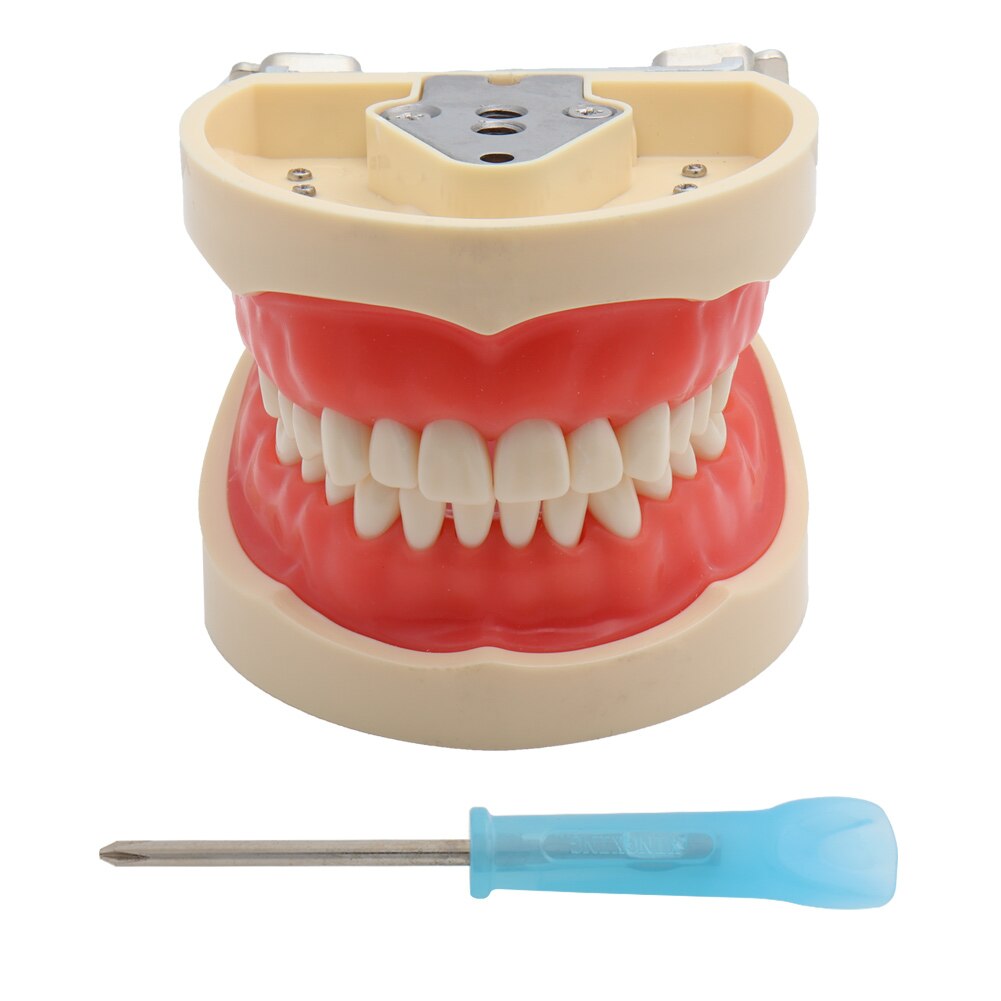 Typodonte Dentaire 1:1 Avec Supports Métalliques - Modèle Pédagogique Pour Orthodontie Et Démonstration