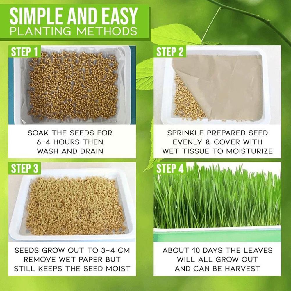 Plateau de semis à Double couche, Pots de plantation de semis d'herbe de blé de pois, plats plats, plateau de croissance de Germination, plateau de pépinière de Germination D9N2