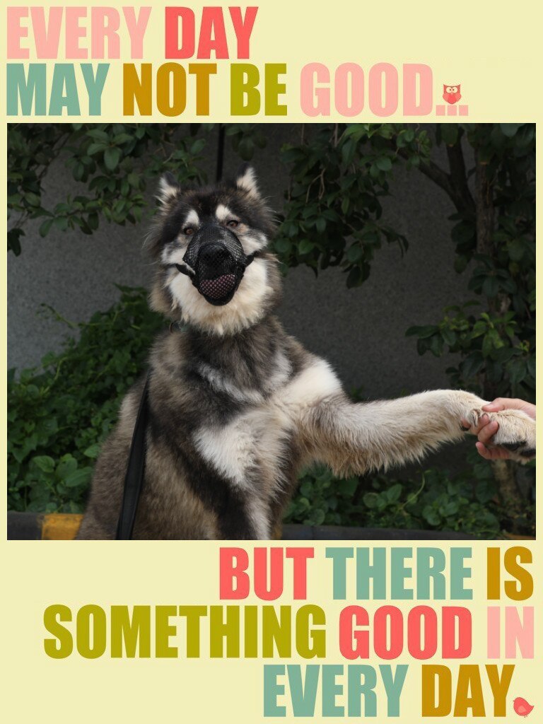 Younice Anti Barking Dog Muzzle for Small Large Dogs Adjustable Pet Mouth Muzzles for Dogs Nylon Straps Dog Accessories 4 Size