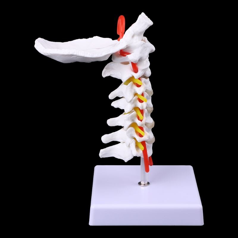 Vértebra Cervical, Arteria, columna vertebral, modelo anatómico, tamaño natural, DXAB