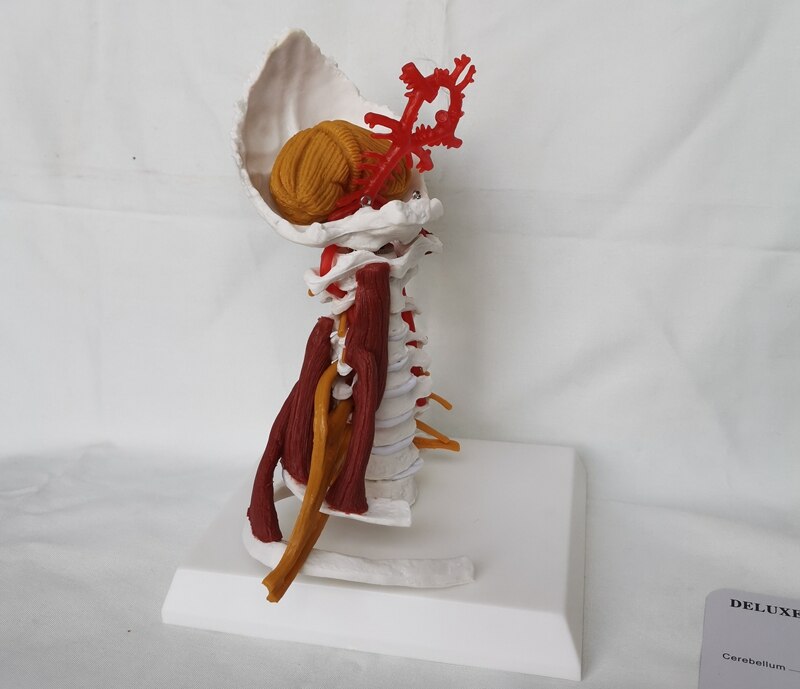 1:1 LifeSize Deluxe Cervical Spine with Muscles Vertebrae Cervical Human Anatomy Spinal Cord Sketelon