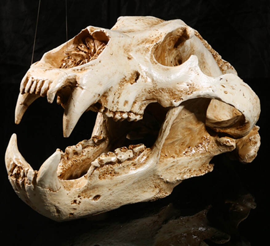 Witte Ijsbeer Hars Split Schedel Hoofd Model Ornament Home Bar Diy Decor