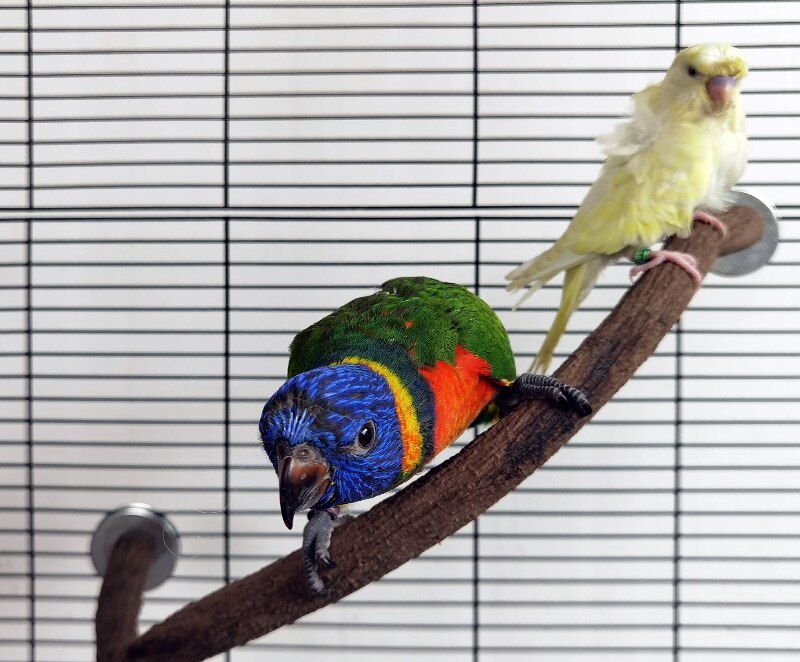 Estante de madera maciza para loros, poste de rama en forma de S, soporte combinado para jaula, suministros para pájaros ZA263