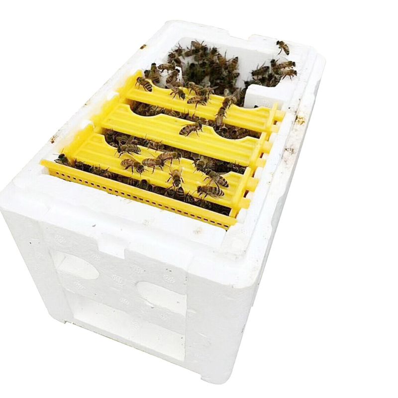 Bee Hive Beekeeping King Box Pollination Box Foam Frames Beekeeping Tool Kit