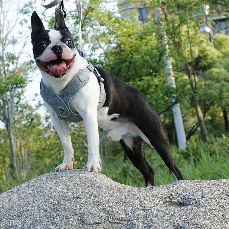 Hond Harnas Vest Geen Pull Reflecterende Halsband Harnas Voor Kleine Middelgrote Honden Harnassen Vest Puppy Honden Borstband