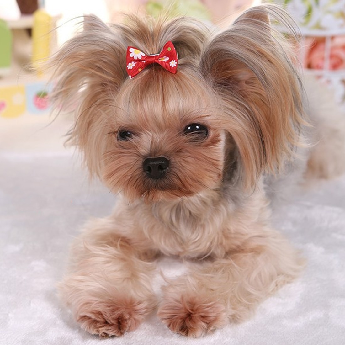 Mix Colors 20Pcs Cute Ribbon Pet Grooming Accessories Handmade Small Dog Cat Hair Bows With Elastic Rubber Band