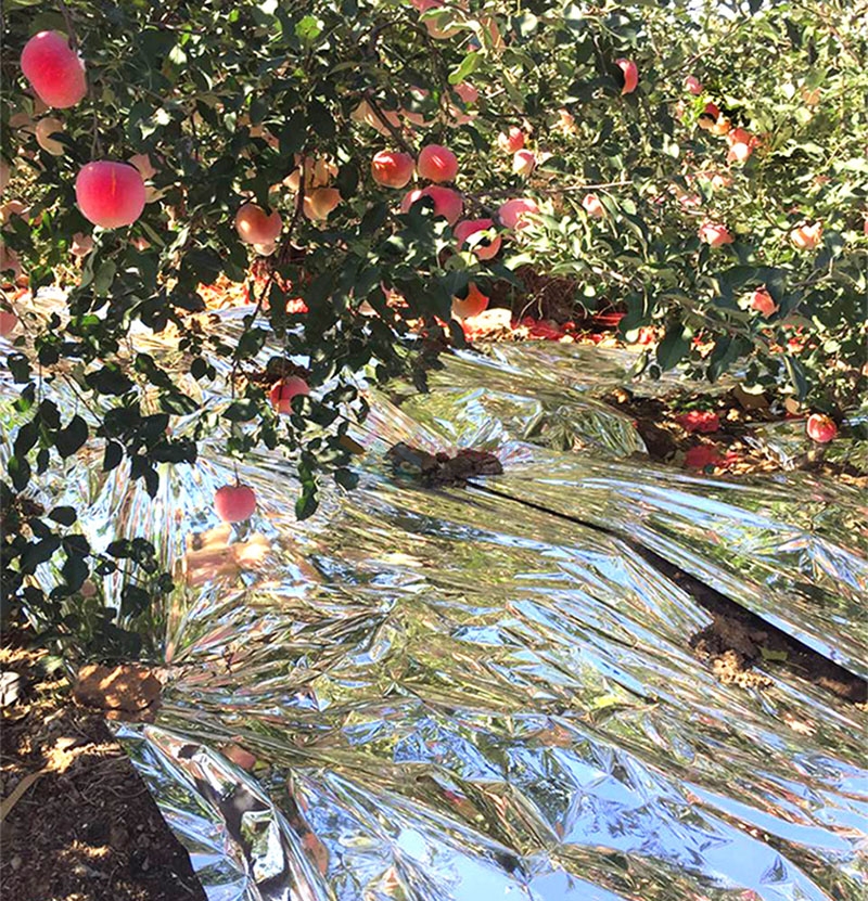 Outdoor Dubbelzijdige Reflecterende Mylar Film Patch Kas Agrarische Zilver Gecoat Mulch Fruit Bevorderen Rode Warme Deken