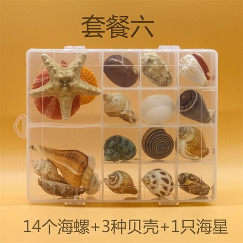 Natuurlijke Schelp Zeester Exemplaren Box Voor Kinderen Voorschoolse Mariene Biologie Populaire Wetenschap Decoratie Ambachten: 6