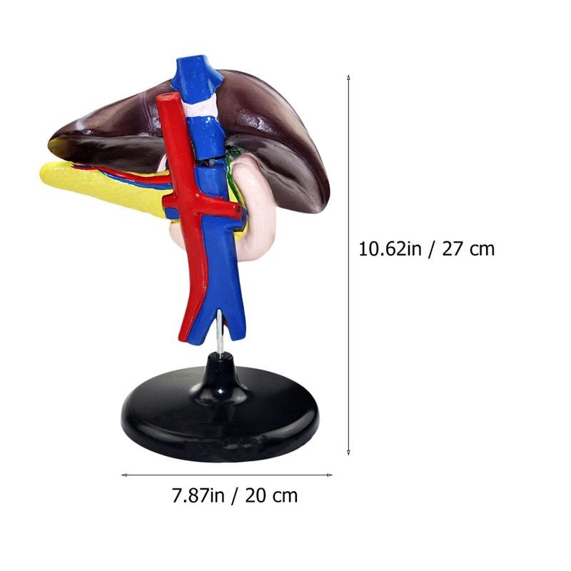 1Pc Human Lever Model Lever Anatomisch Model Ziekenhuis Onderwijs Instrument