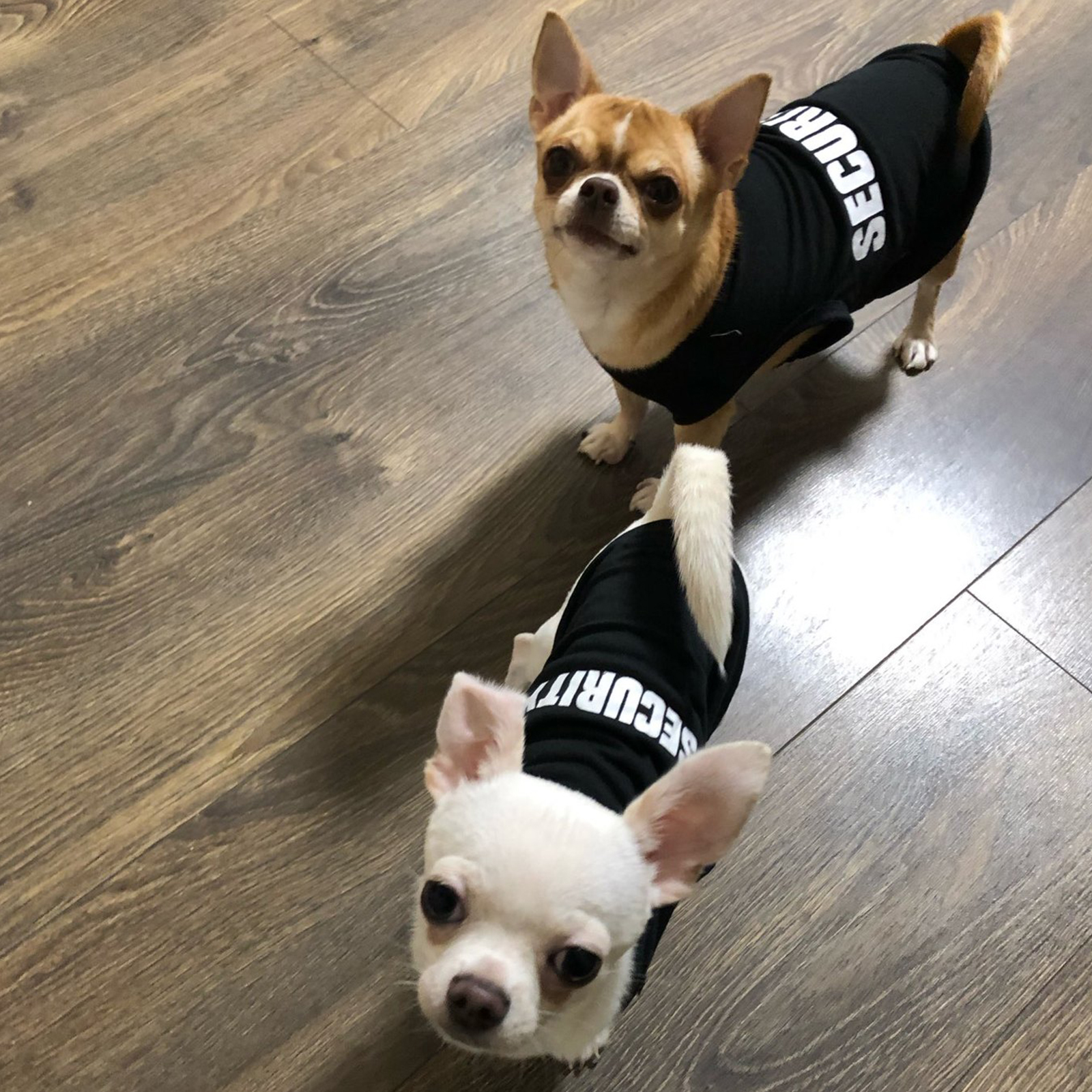 Security Clothing for Dogs Summer Pet Clothes Vest for Small Dogs Chihuahua Yorkshire Puppy Cats Low Price Pets T-shirt Costume