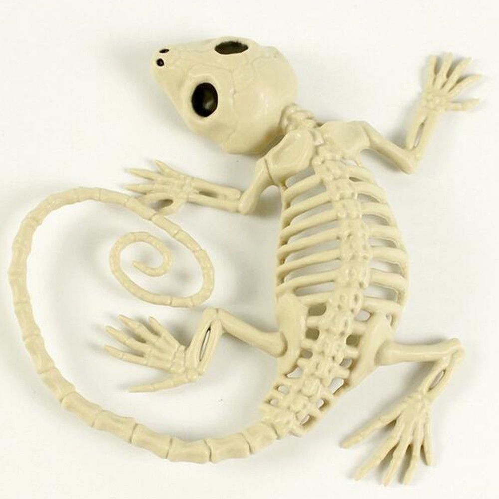 Squelette Animal Dragon grenouille 100% os en plastique | Décoration de fête, accessoire d'horreur, accessoire d'halloween, Animal maison d'horreur: Gecko