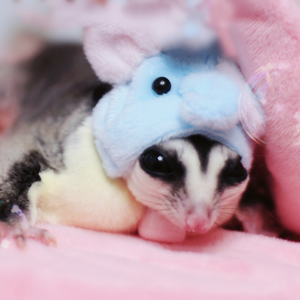 Pet Hoed Decoratieve Party Pet Cap Voor Hamster Vogel Eekhoorn Verstelbare Leuk Huisdier Accessoires Leuke Hoofddeksels Voor Konijn Hamster