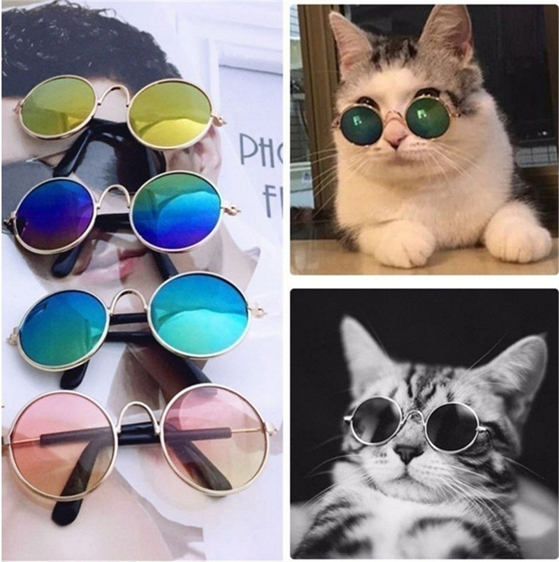 Hund katt kjæledyr briller solbriller liten hund briller bilder rekvisitter hund katt tilbehør kjæledyr rekvisita til kjæledyr produkter katt briller