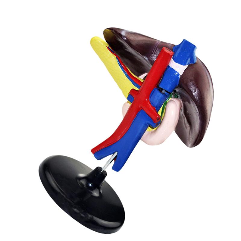 1Pc Human Lever Model Lever Anatomisch Model Ziekenhuis Onderwijs Instrument